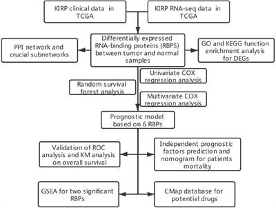 Integrated Analysis of the Prognosis-Associated RNA-Binding Protein Genes and Candidate Drugs in Renal Papillary Cell Carcinoma